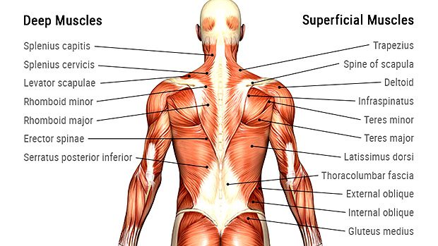 Human Back Anatomy | Pull Back Muscle and Joint Irritation