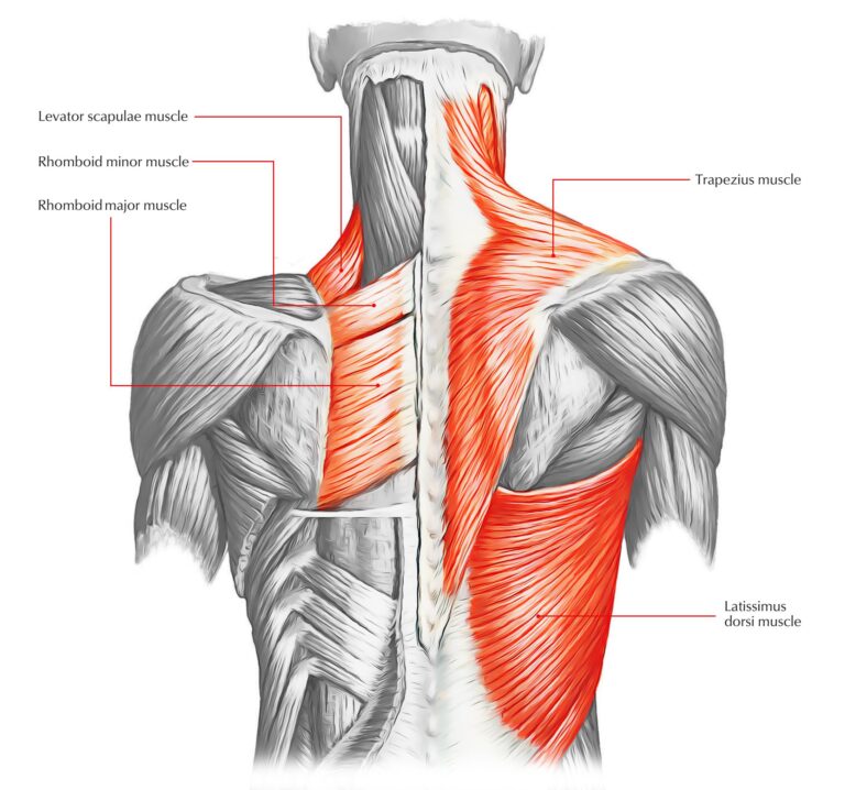 Back Stiffness | Orchard Health Clinic