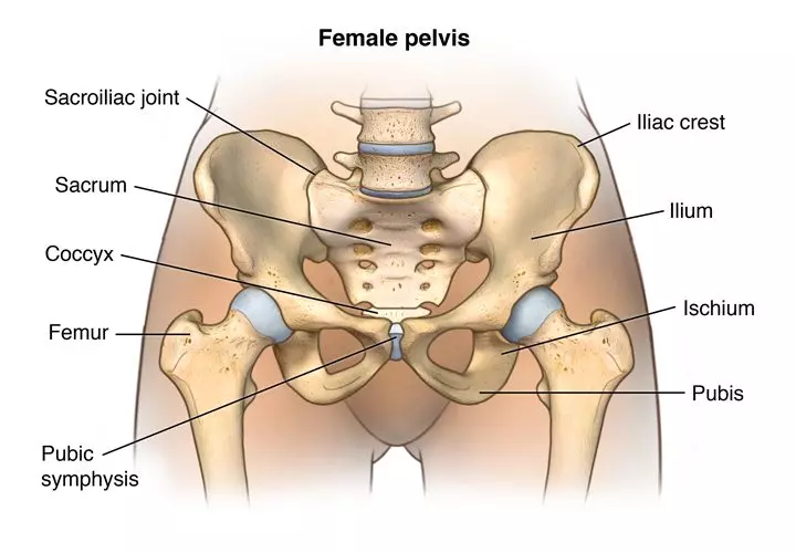 Pregnancy Related Pelvic Girdle Pain | Orchard Health Clinic