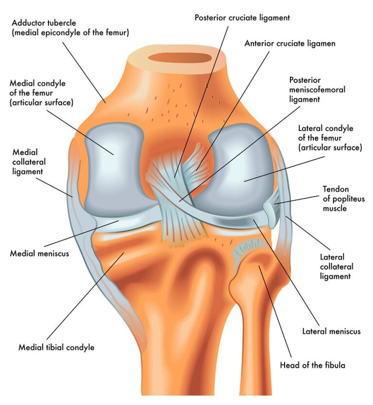 Diagram of ACL PCL MCL and Knee | Orchard Health Clinic