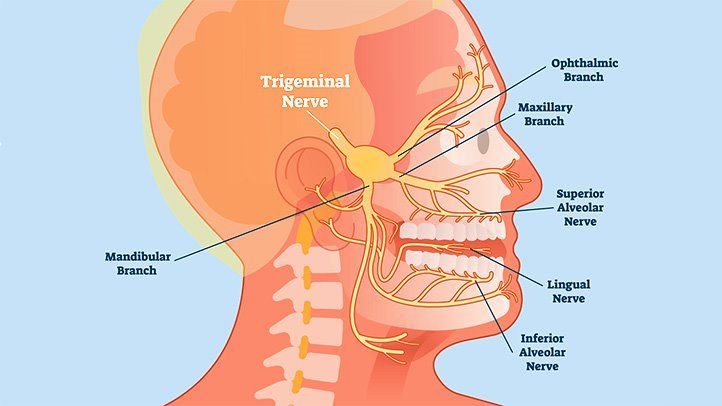 Trigeminal nerve chart