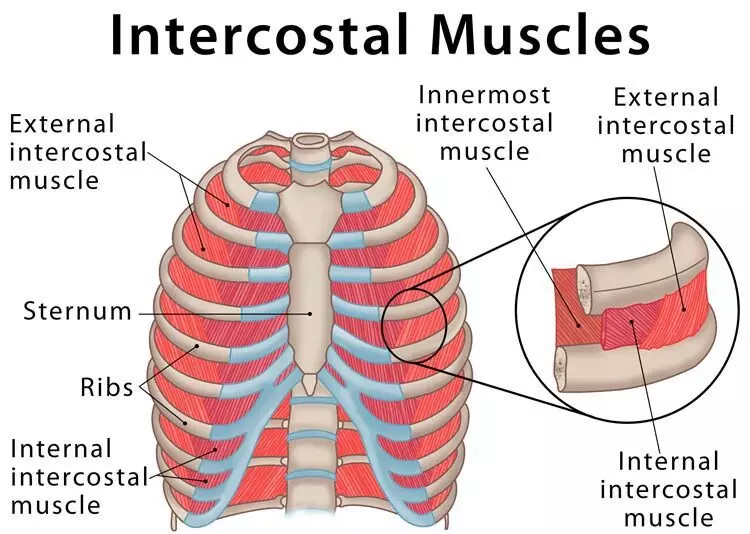 Intercostal Muscles Strain | Orchard Health Clinic
